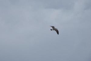 Wild seagulls in nature along the cliffs of the Catalan Costa Brava, Mediterranean, Spain. photo