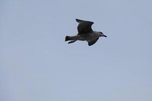 Seagulls flying in the Mediterranean sky, wild birds on the Catalan coast, Spain photo