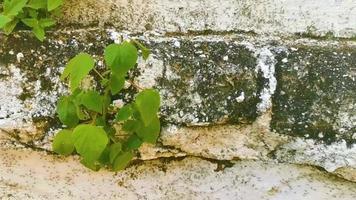 veel klein mieren kruipen omhoog de muur puerto escondido Mexico. video
