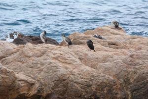 Corbaran marine on the mediterranean coast, seabird photo