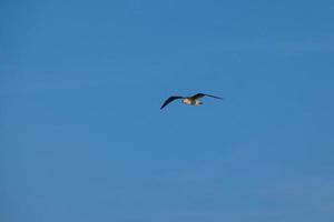 Wild seagulls in nature along the cliffs of the Catalan Costa Brava, Mediterranean, Spain. photo