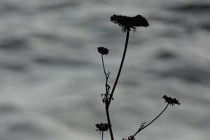 dried flowers and mediterranean leaves with marine background photo