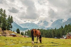 Hours graze in pasture fairy meadows nanga parbat mountains view point photo