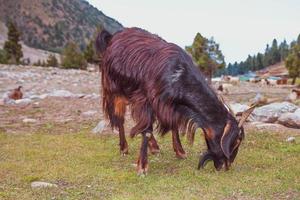 Goats graze in pasture fairy meadows nanga parbat landscape in the middle of mountains. photo