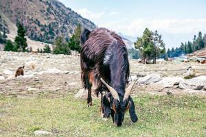 Goats graze in pasture fairy meadows nanga parbat landscape in the middle of mountains. photo