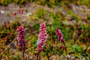 Beautiful landscape flowers green mountains view fairy meadows nanga parbat photo