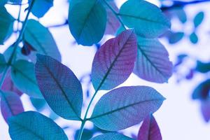 hojas de árbol azul en la temporada de otoño, fondo azul foto