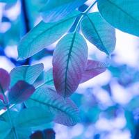 hojas de árbol azul en la temporada de otoño, fondo azul foto