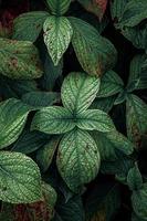 green plant leaves in the garden in springtime, moody green background photo