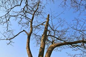 View of a treetop on a summery day photo