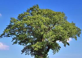 vista de la copa de un árbol en un día de verano foto