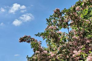 View of a treetop on a summery day photo