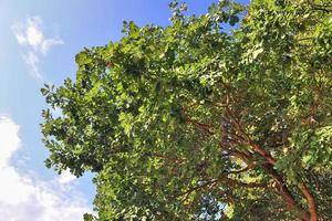 View of a treetop on a summery day photo