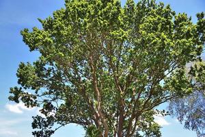 View of a treetop on a summery day photo