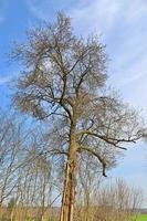 View of a treetop on a summery day photo