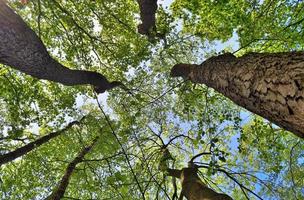 vista de la copa de un árbol en un día de verano foto