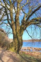 View of a treetop on a summery day photo