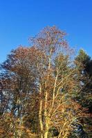 View of a treetop on a summery day photo