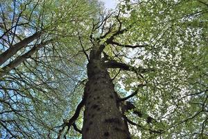 View of a treetop on a summery day photo