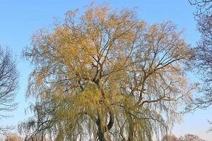 View of a treetop on a summery day photo