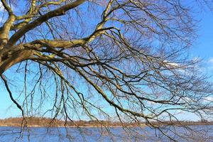 View of a treetop on a summery day photo