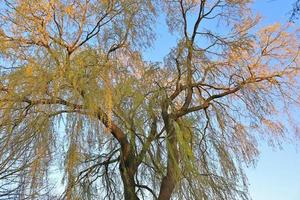 View of a treetop on a summery day photo