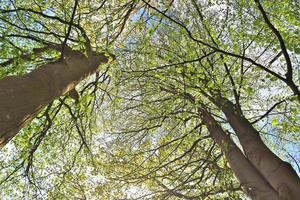 vista de la copa de un árbol en un día de verano foto