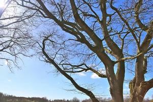 View of a treetop on a summery day photo