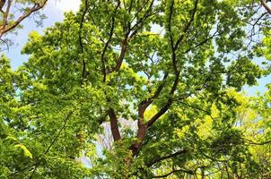 vista de la copa de un árbol en un día de verano foto