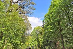 vista de la copa de un árbol en un día de verano foto