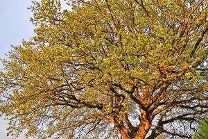 View of a treetop on a summery day photo