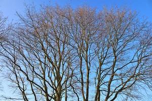 View of a treetop on a summery day photo