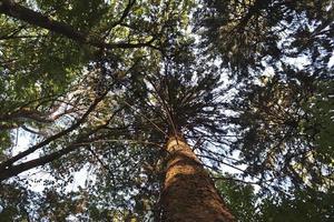 View of a treetop on a summery day photo