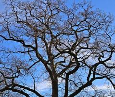 vista de la copa de un árbol en un día de verano foto