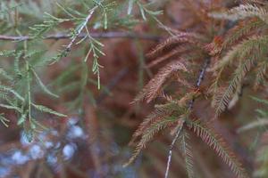 Close up at branches with green and orange needles photo