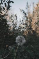 Ripe dandelion in autumn forest with blurred background photo