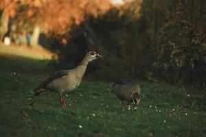 Family of Egyptian geese walking in park photo