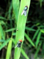 Drosophila exótica mosca de la fruta insecto díptero en la planta foto
