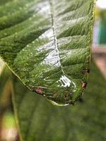 Green leaves in dew drops. Plants after the rain. Shallow depth of field photo