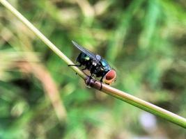 Drosophila exótica mosca de la fruta insecto díptero en la planta foto