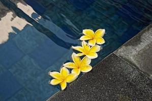 beautiful tropical Plumeria flowers on swimming pool photo