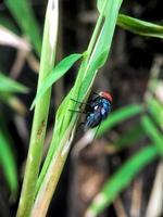 Drosophila exótica mosca de la fruta insecto díptero en la planta foto