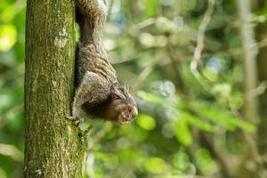 Rio de Janeiro, RJ, Brazil - November 20, 2022 - Young marmoset climbs a tree at Grajau Forest Reserve photo