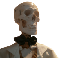 Portrait of a human skeleton png