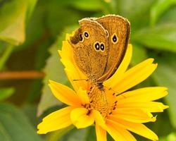 The brown forest bird is a butterfly of the noble butterfly family and is also known photo