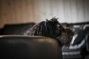 goldendoodle yace relajado en el sillón. perro de la familia escalofriante. foto de animales