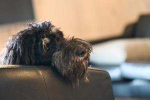 Goldendoodle is lying relaxed on the armchair. Family dog chilling. Animal photo