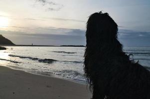 goldendoodle se sienta en la playa junto al mar y mira hacia la puesta de sol. olas en el agua y arena en la playa. foto de paisaje con un perro