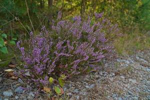 Heather on the roadside in Sweden. Pink, purple plants by the wayside during a hike on vacation photo