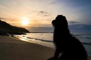 goldendoodle se sienta en la playa junto al mar y mira hacia la puesta de sol. olas en el agua y arena en la playa. foto de paisaje con un perro